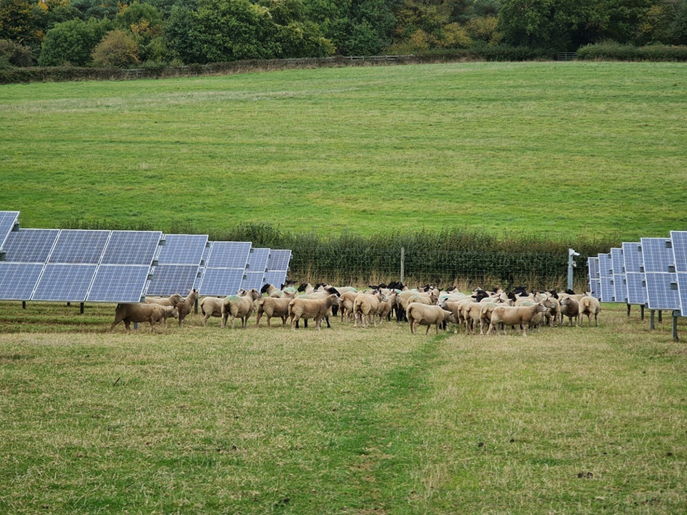 Shedding light on land use change for solar farms – Nature Positive ...